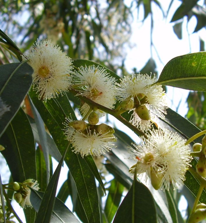 Eucalyptus Tree produces Eucalyptus Essential Oil