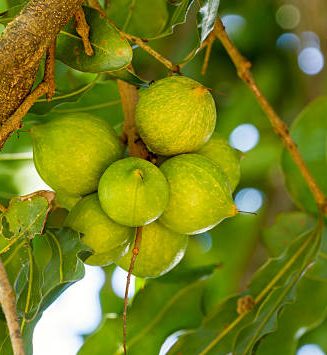 Macadamia nuts on a tree produces Macadamia Oil