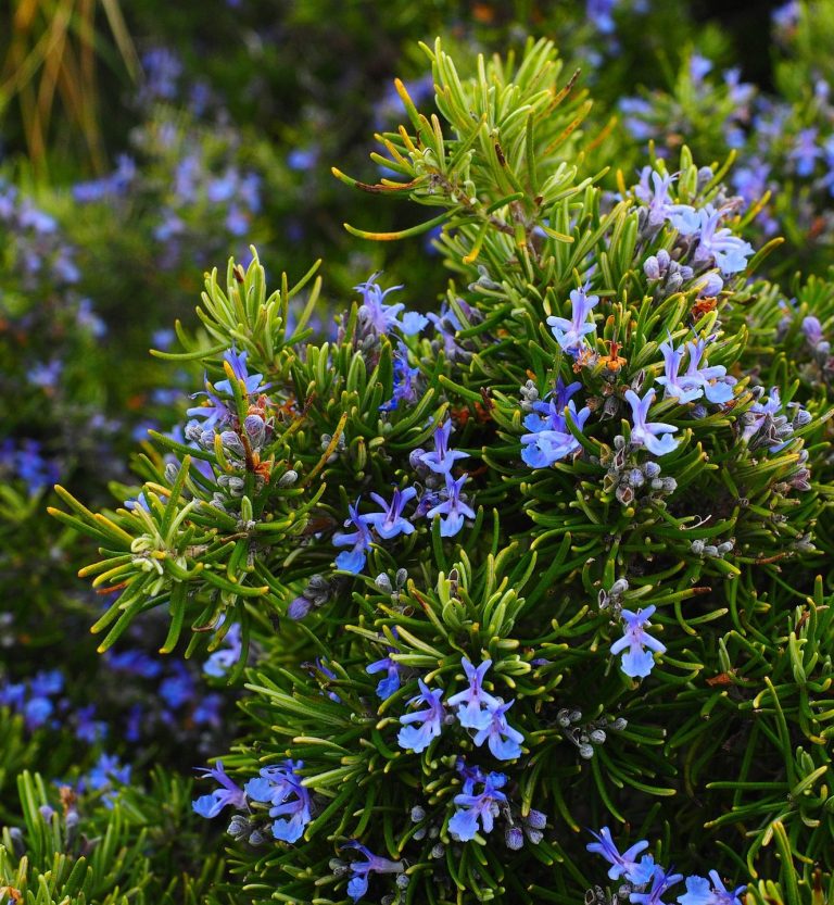 Rosemary herb bush produces Rosemary Essential Oil 