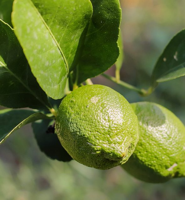 Limes on a tree produces Lime Essential Oil