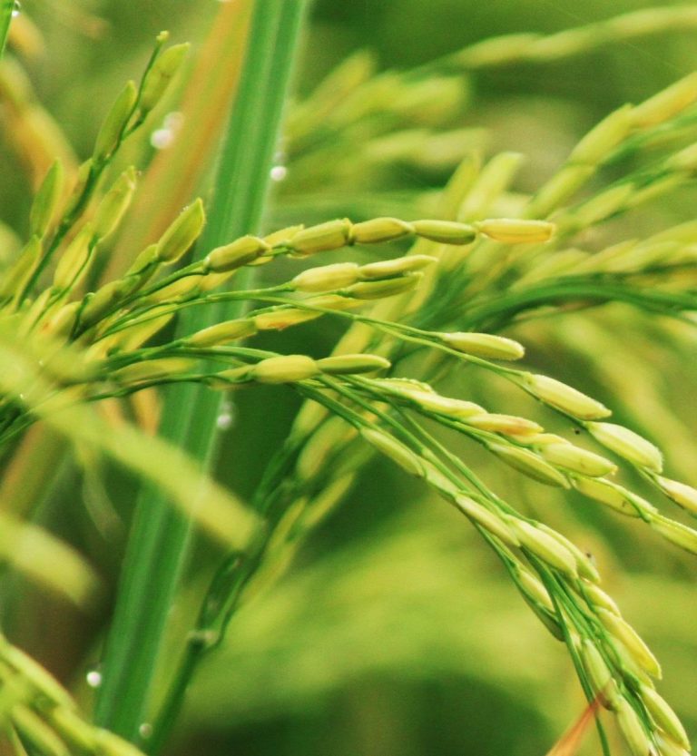 Rice plant produces Rice Bran oil