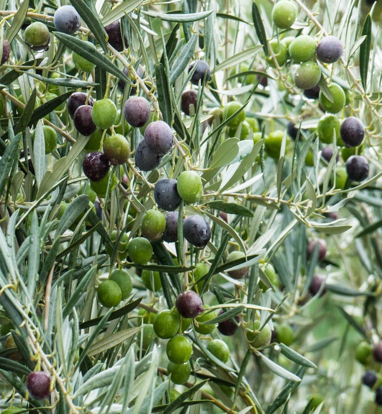 Olives on a tree produces Olive oil 