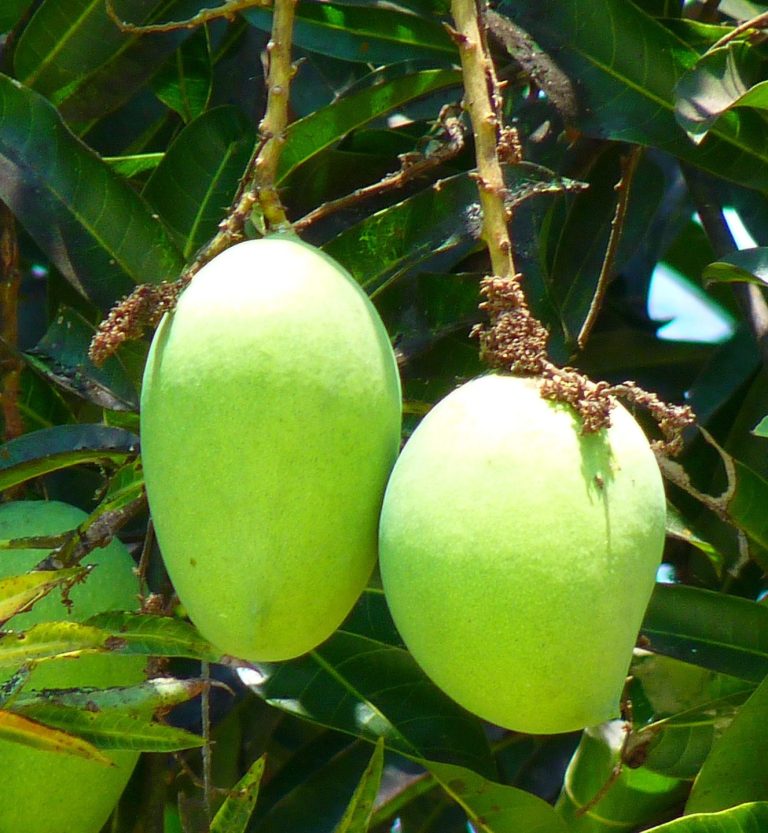 Mango's on a tree produces Mango Butter 