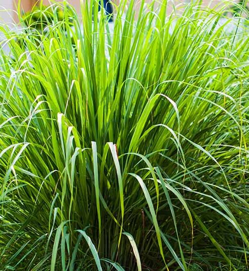 Lemongrass plant produces Lemongrass Essential Oil