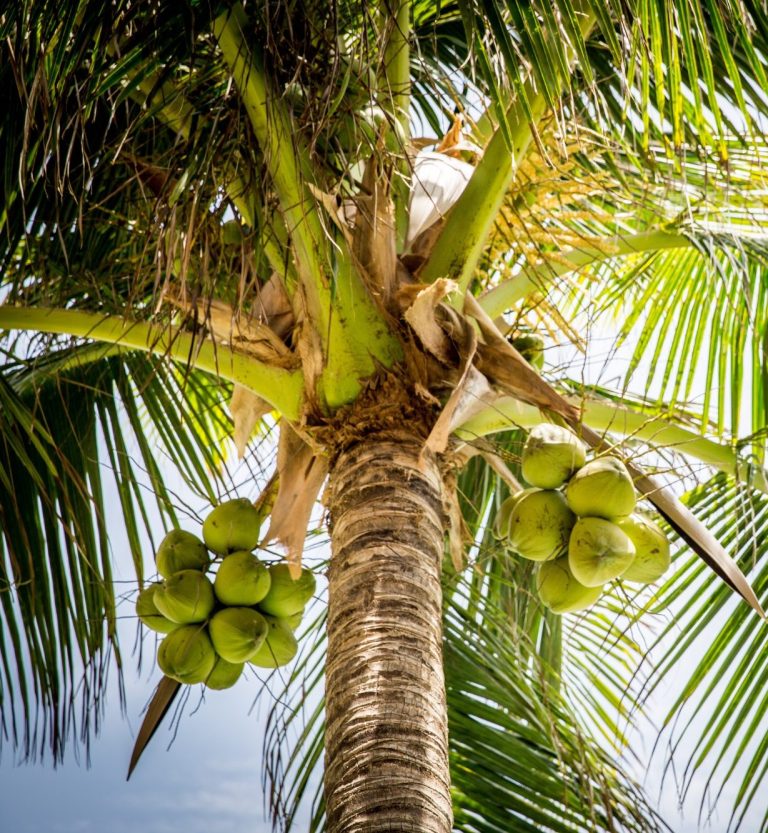 Coconut tree produces Fractionated Coconut oil 