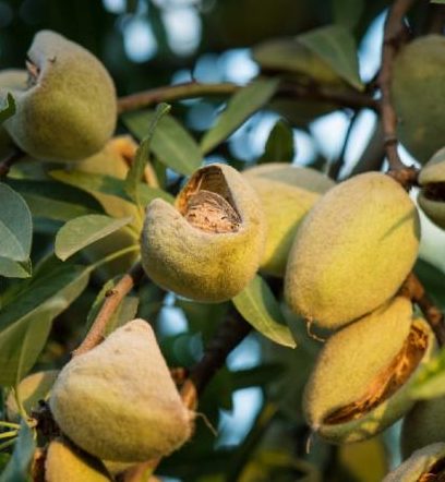 Almond nuts on a tree- produces Sweet almond oil 