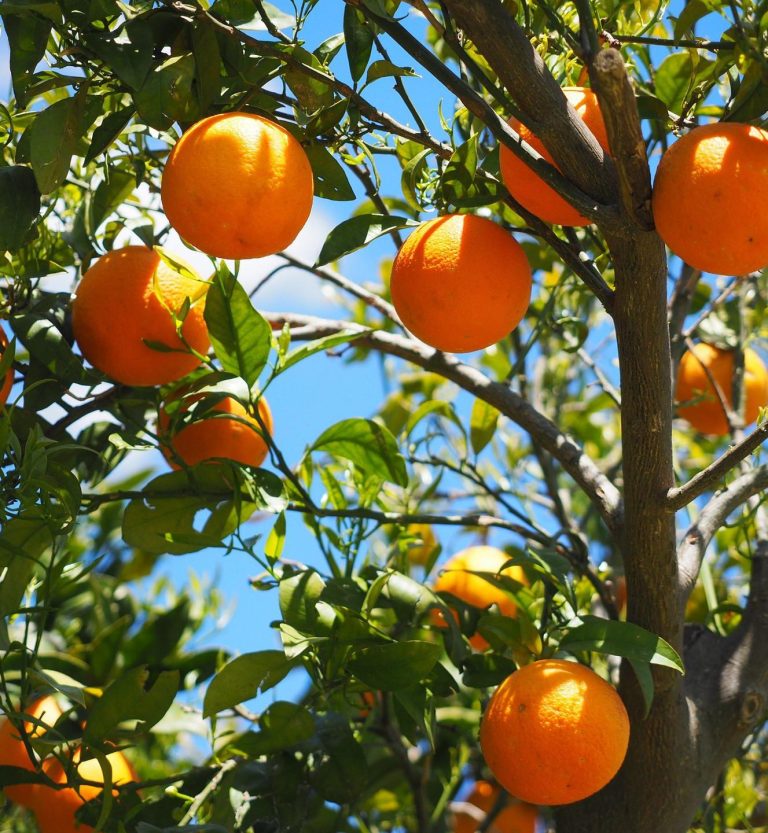 Oranges on a  tree produces Sweet Orange essential oil