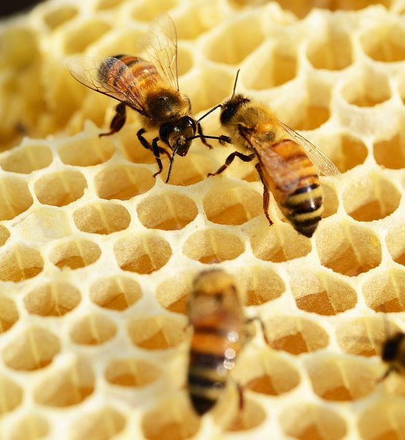 Bees on a honeycomb - produces Beeswax