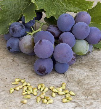 Grapes and their seeds produces Grapeseed oil