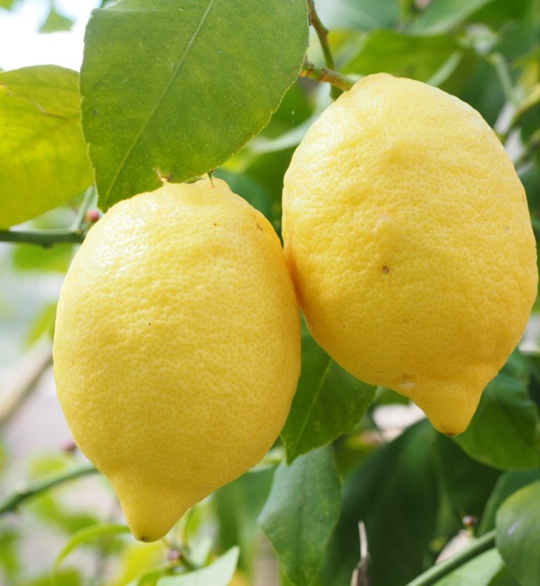 Lemons on a tree produces Lemon Essential Oil
