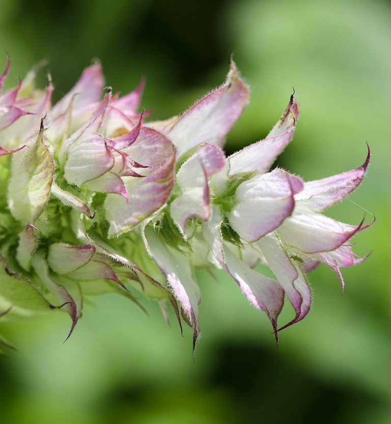 Clary sage herb plant produces Clary Sage Essential Oil