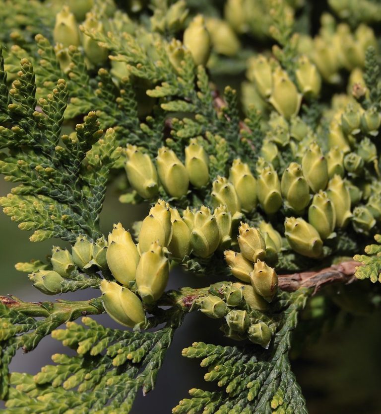 A Cypress Tree produces Cypress Essential Oil